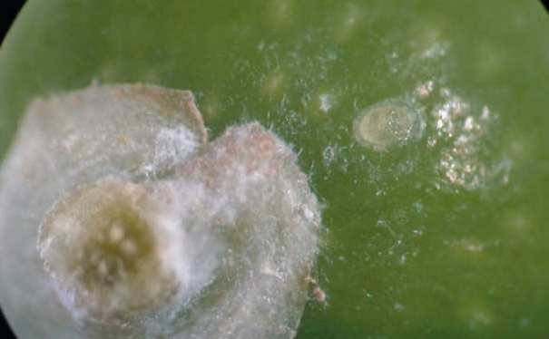Detalle de huevo de polilla sobre fruto