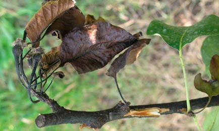 Avisos fitosanitarios: Efectos del fuego bacteriano en Manzano y Peral