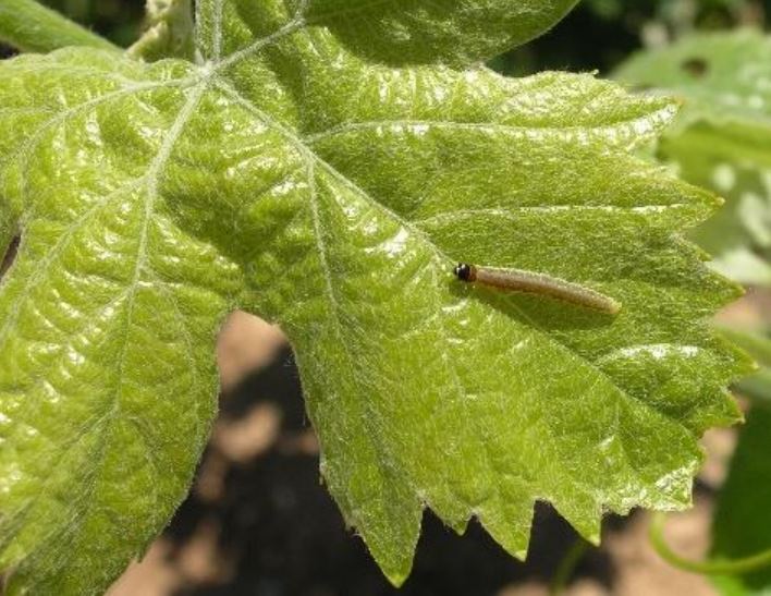 Larva de piral en viñedo riojano