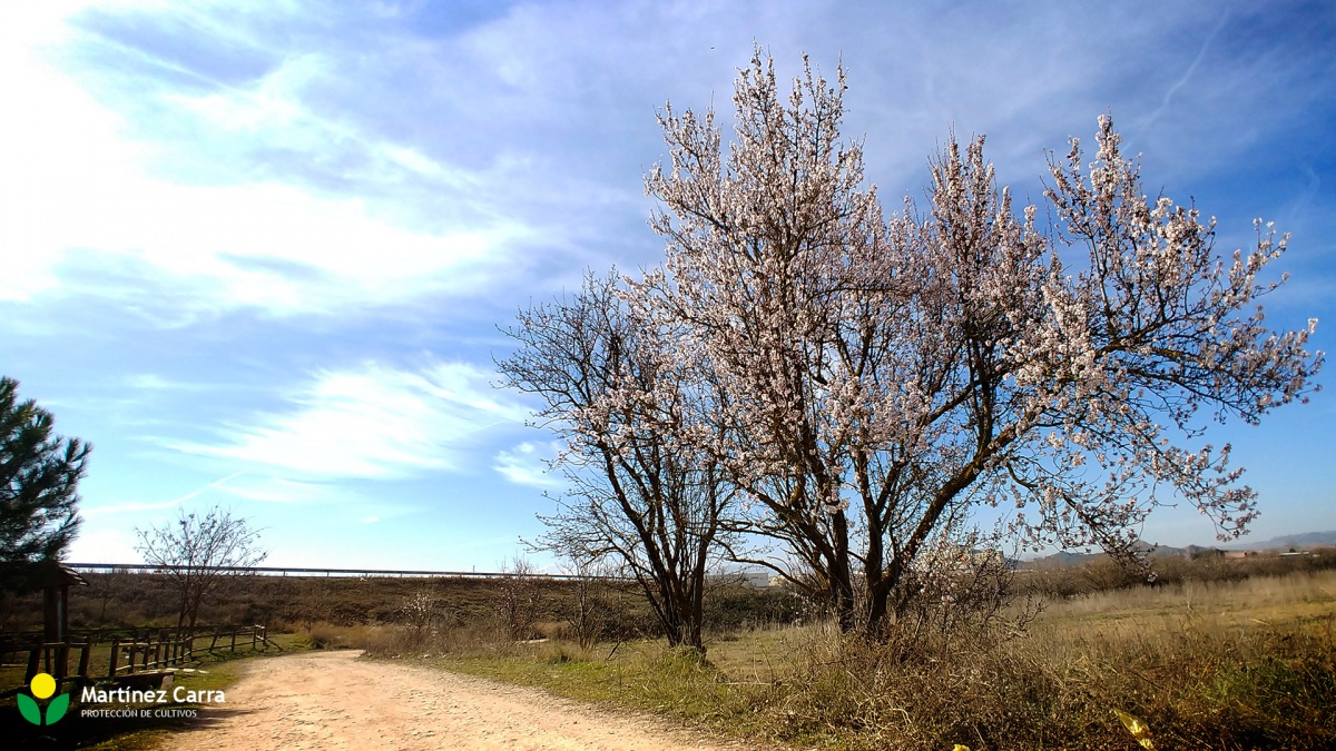 El Almendro, la floración de los almendros en La Rioja en febrero