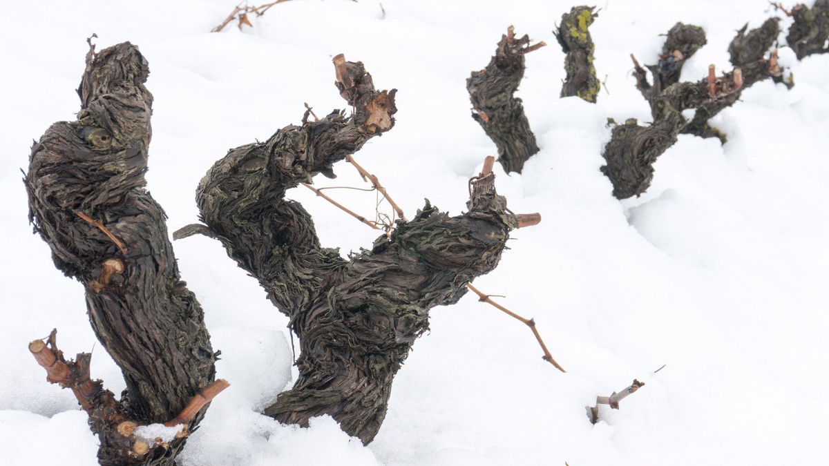 Beneficios de la nieve en el viñedo