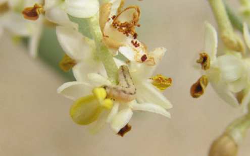Larva de generación antófaga devorando inflorescencias. Fuente: MAPA