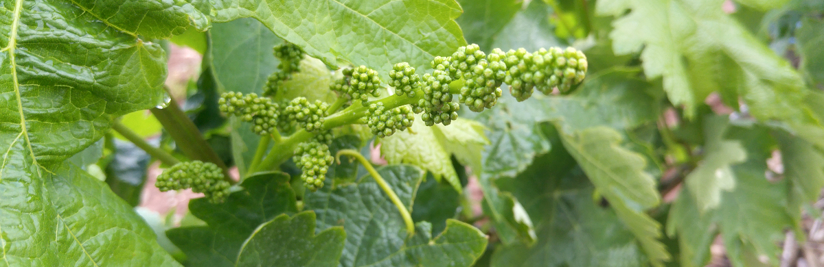 Plan de abonado de viñedo cuajado de frutos