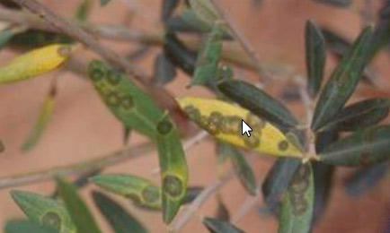Síntomas de repilo en hojas de olivo