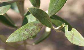 Síntomas de repilo en hoja de olivo