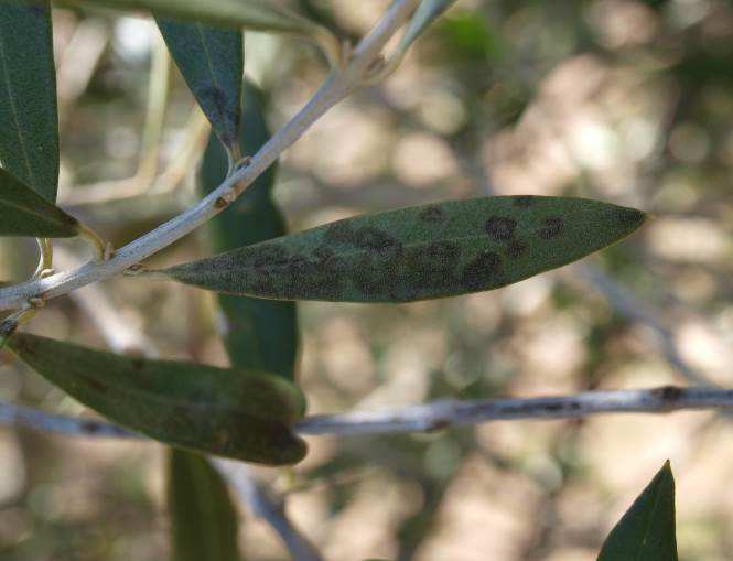 Repilo visible en hoja de olivo.