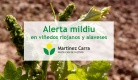Alertas por mildiu en La Rioja y Rioja Alavesa