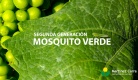 Segunda generación de mosquito verde en viñedo. Cómo combatirlo.
