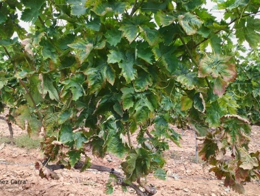Carencia de Magnesio en viñedos riojanos