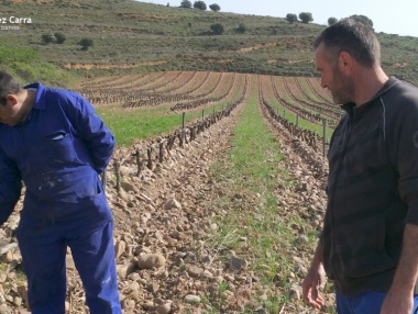 Daños por probable plaga de gusano gris o malduermes en La Rioja