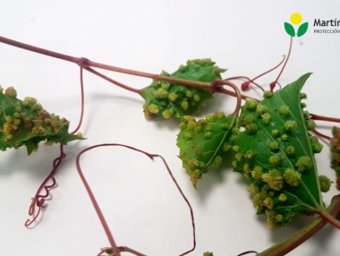 Efectos de la filoxera sobre las hojas de vid