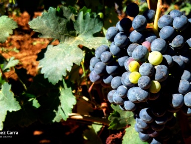 Detalle del envero en viñedo riojano
