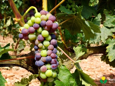 Detalle del envero en viñedo riojano