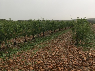 Efectos de la granizada en viñedos de El Villar de Arnedo