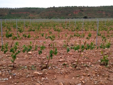 Viñedos después de una granizada en la zona de Préjano y Herce (La Rioja)