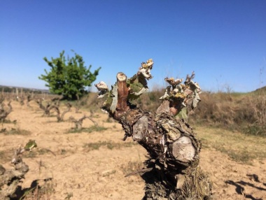 Helada en el viñedo de Rioja y Rioja Alavesa