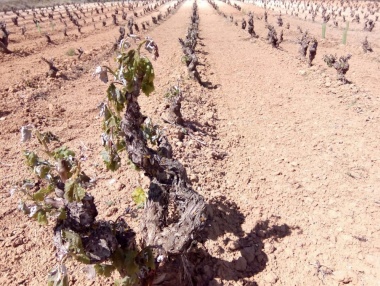 Helada en el viñedo de Rioja y Rioja Alavesa