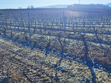 Heladas de invierno en el viñedo riojano