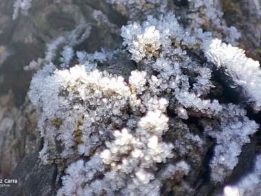 Detalle de cristales de hielo sobre una cepa