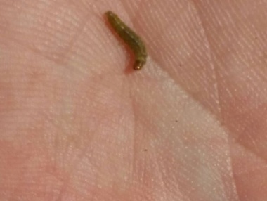 Larva de polilladel racimo o lobesia botrana