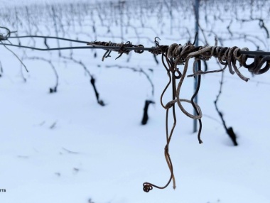 Beneficios de la nieve en el viñedo riojano