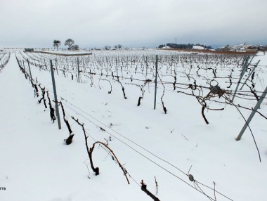 Beneficios de la nieve en el viñedo riojano