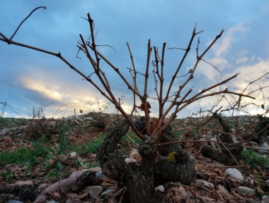 Ejemplo de prepoda del viñedo