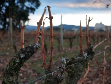 Ejemplo de prepoda del viñedo