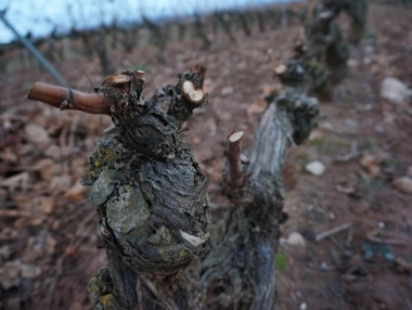 La poda del viñedo en invierno