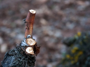 La poda del viñedo en invierno