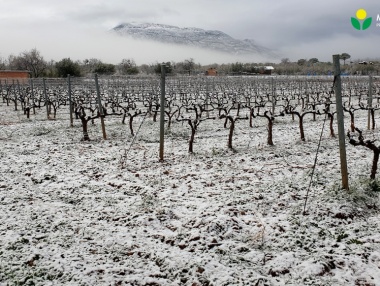Primeras nieves en el viñedo riojano del 2020