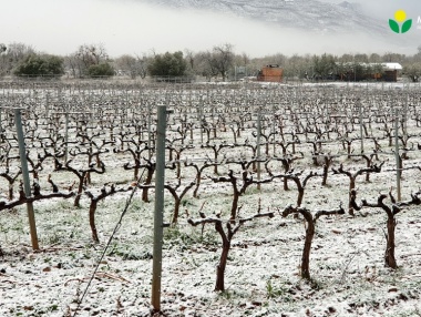 Primeras nieves en el viñedo riojano del 2020