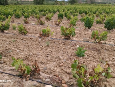Impacto de rayos en viñedo de Bergasa, La Rioja