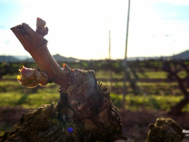 Fotografía de los primeros brotes de vid en La Rioja Alta