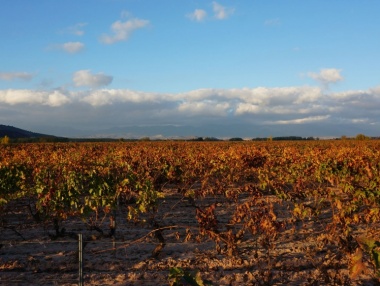 Viñedos en noviembre en la zona de Rioja Alta