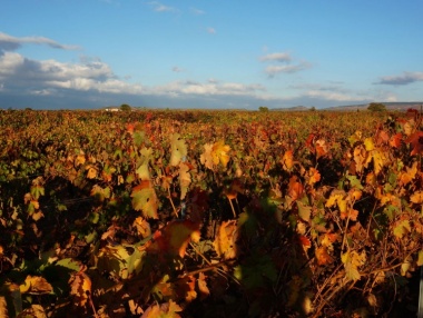 Viñedos en noviembre en la zona de Rioja Alta