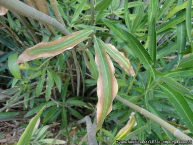 Sintomas en planta ornamental Nerium (fotos de gd.eppo.int)