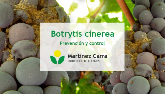 La botritis de la vid o podredumbre gris. Síntomas y control en viñedos