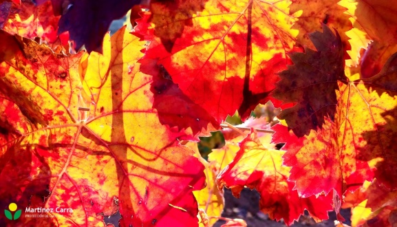 Colores del otoño en La Rioja. El viñedo en Noviembre