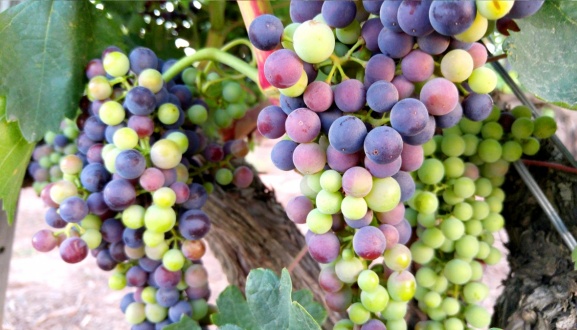 El envero en la uva, la fase de la cuenta atrás para la vendimia.