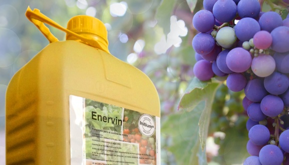 Enervin, la nueva familia de BASF para combatir el milidu en tus viñedos