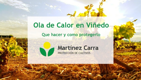 Cómo proteger el viñedo del golpe de calor