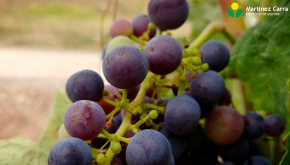Estas vendimias 2019 en Rioja pueden ser un año histórico respecto a calidad de uvas