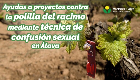 Ayudas para proyectos contra la polilla del racimo mediante técnica de confusión sexual en Álava