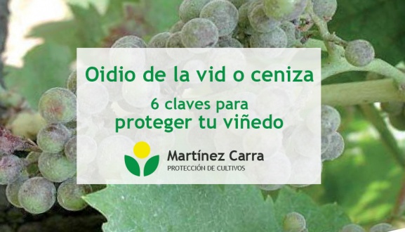 Oidio de la vid o ceniza. 6 claves para proteger tu viñedo