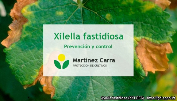 Xylella fastidiosa. Prevención y control de esta enfermedad