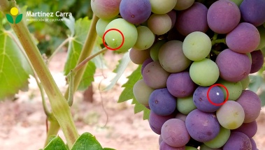 La tercera generación de la polilla del racimo de vid ya está presente en La Rioja