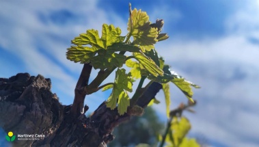 Abierto el plazo de solicitud de ayudas para la cosecha en verde en viñedo de vinificación