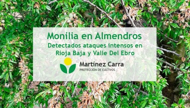 Ataque de monilia intenso en los almendros de Rioja Baja y Valle del Ebro