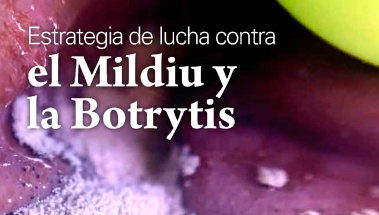 Jornada sobre el mildiu y la botrytis - 16 de Noviembre en Laguardia